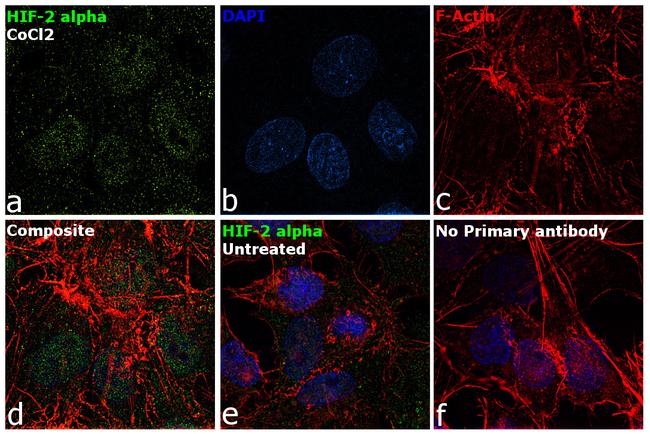 HIF-2 alpha Antibody in Immunocytochemistry (ICC/IF)