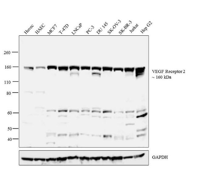 VEGF Receptor 2 Antibody in Western Blot (WB)