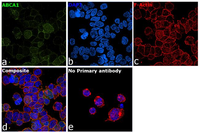 ABCA1 Antibody in Immunocytochemistry (ICC/IF)