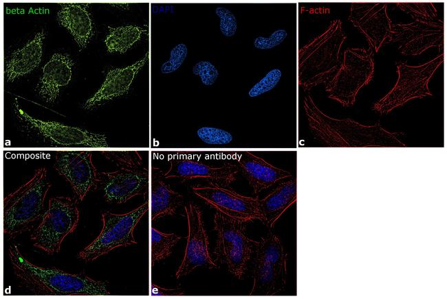 beta Actin Antibody in Immunocytochemistry (ICC/IF)