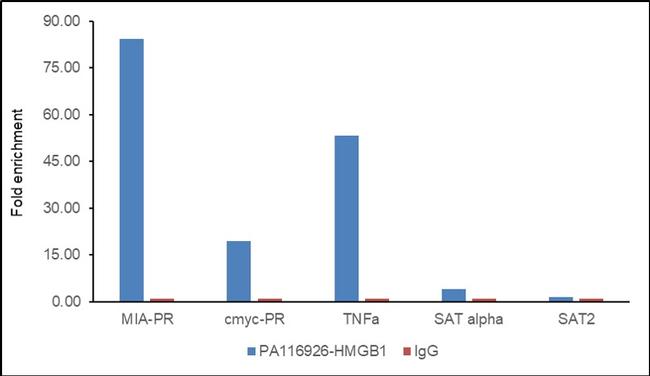 HMGB1 Antibody in ChIP Assay (ChIP)