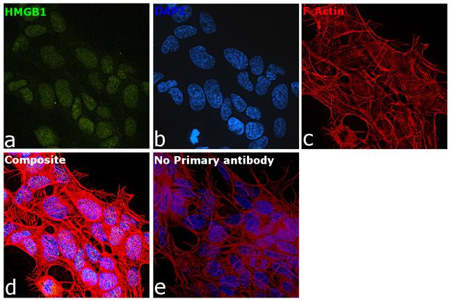 HMGB1 Antibody in Immunocytochemistry (ICC/IF)