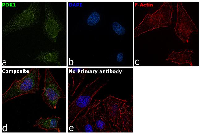 PDK1 Antibody in Immunocytochemistry (ICC/IF)