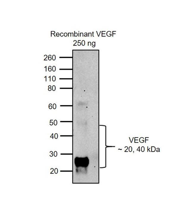 VEGF Antibody in Western Blot (WB)