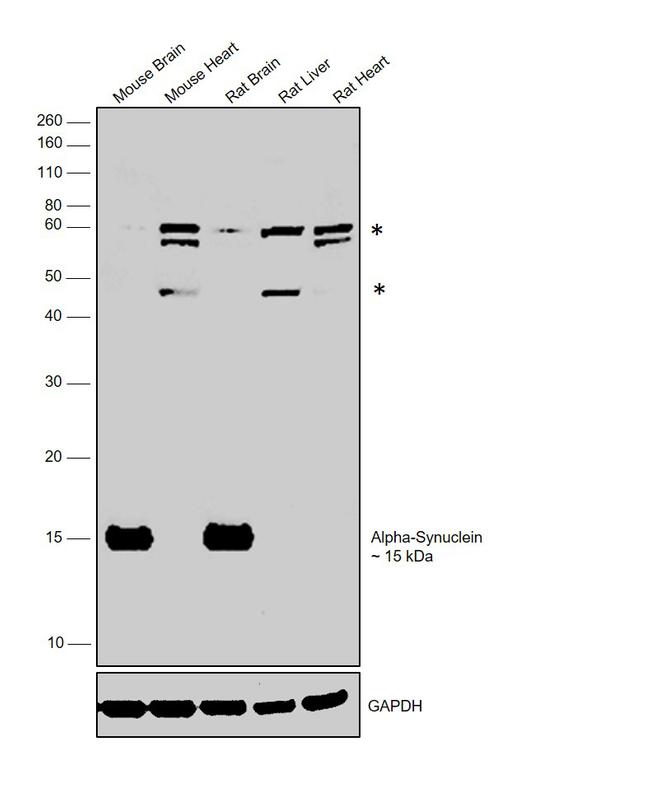 alpha Synuclein Antibody in Western Blot (WB)