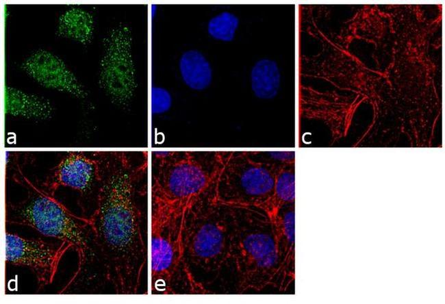 PSMA5 Antibody in Immunocytochemistry (ICC/IF)