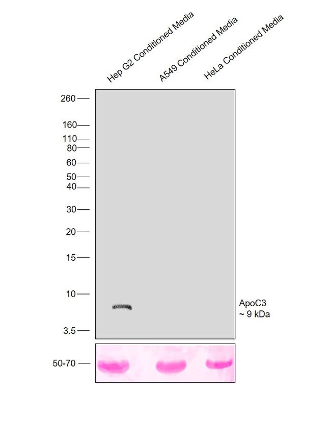 ApoC3 Antibody in Western Blot (WB)