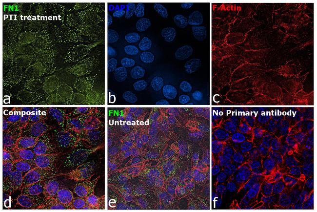 Fibronectin Antibody in Immunocytochemistry (ICC/IF)