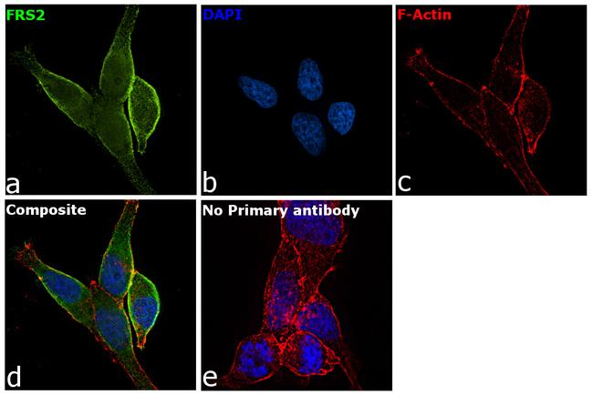 FRS2 Antibody in Immunocytochemistry (ICC/IF)