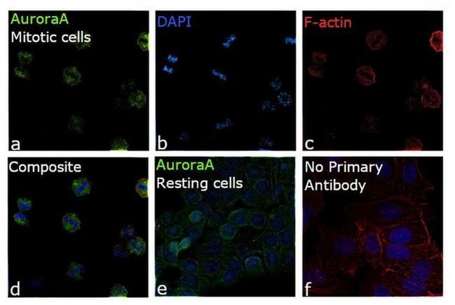 Aurora A Antibody in Immunocytochemistry (ICC/IF)