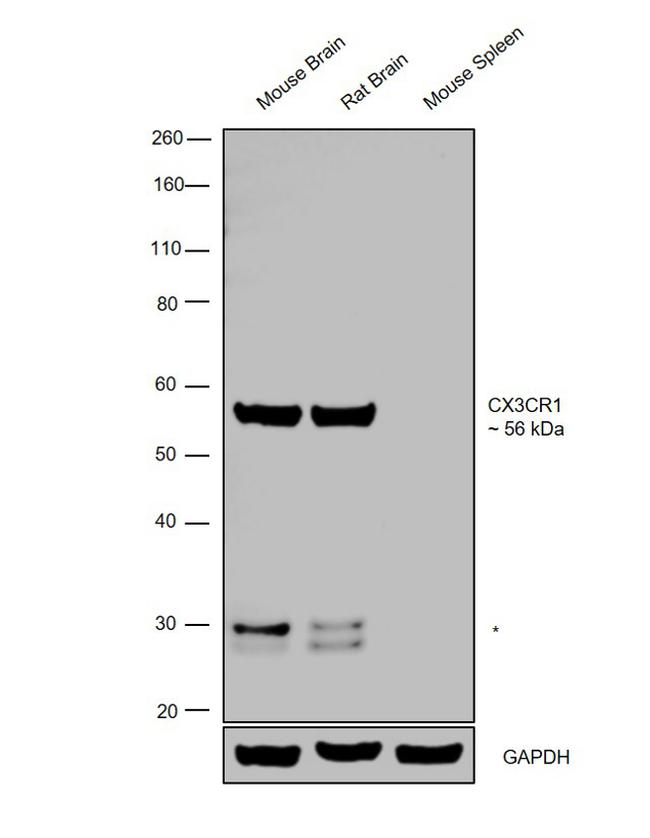 CX3CR1 Antibody in Western Blot (WB)