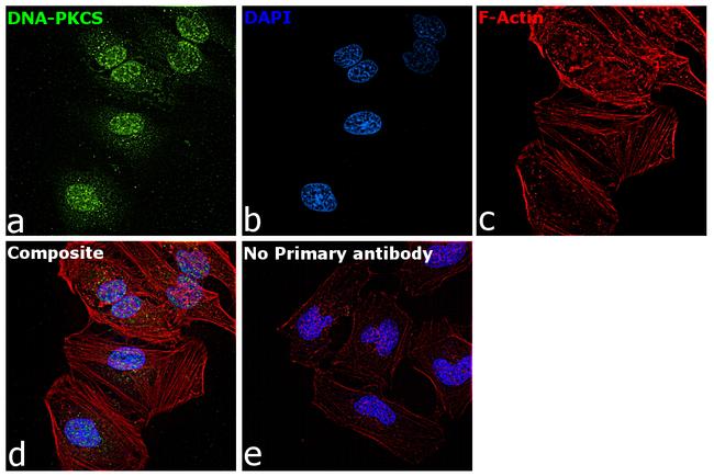 Phospho-DNA-PK (Thr2609) Antibody in Immunocytochemistry (ICC/IF)