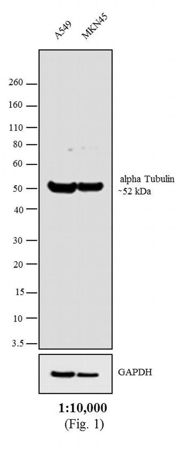 Rat IgG Fc Secondary Antibody in Western Blot (WB)