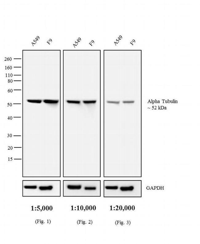 Rat IgG (H+L) Secondary Antibody in Western Blot (WB)