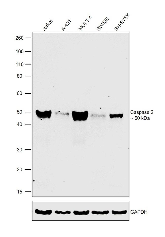 Caspase 2 Antibody in Western Blot (WB)