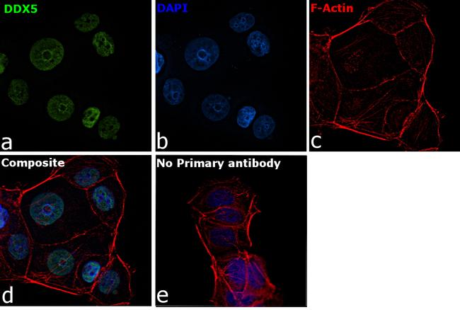 DDX5 Antibody in Immunocytochemistry (ICC/IF)