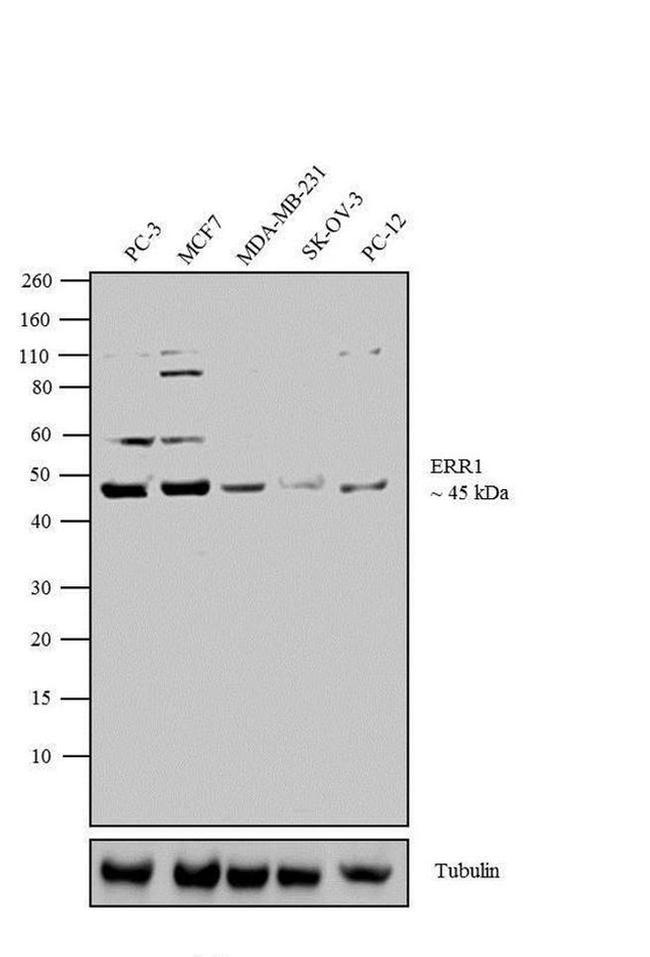 ESRRA Antibody in Western Blot (WB)