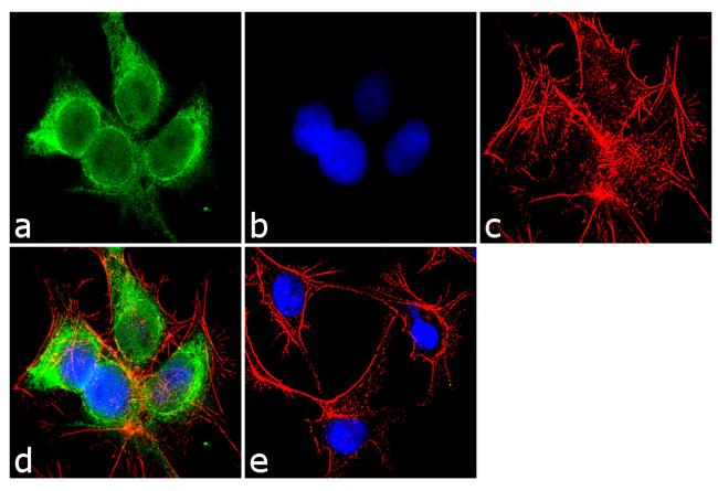 CYP1A1 Antibody in Immunocytochemistry (ICC/IF)