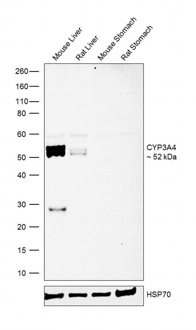 CYP3A4 Antibody in Western Blot (WB)