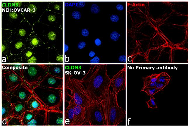 Claudin 3 Antibody in Immunocytochemistry (ICC/IF)