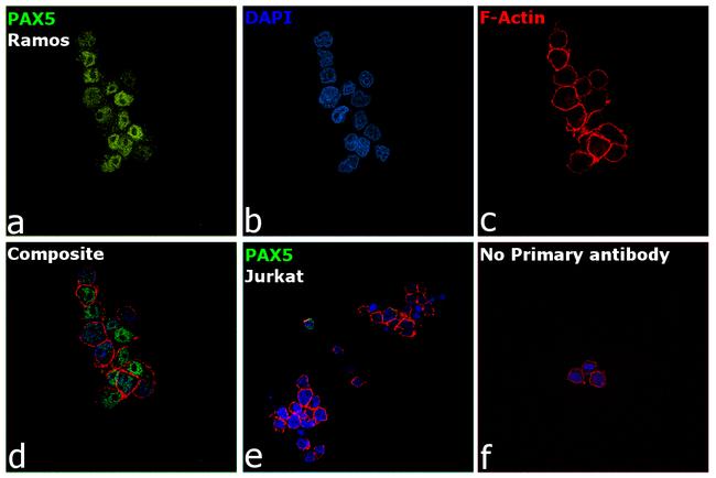 PAX5 Antibody in Immunocytochemistry (ICC/IF)