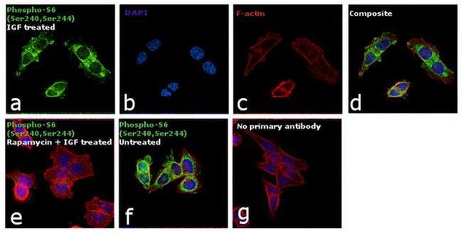 Phospho-S6 (Ser240, Ser244) Antibody in Immunocytochemistry (ICC/IF)