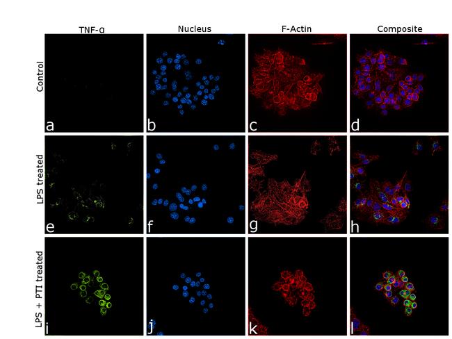 TNF alpha Antibody in Immunocytochemistry (ICC/IF)