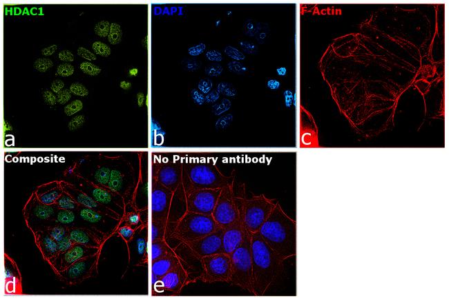 HDAC1 Antibody in Immunocytochemistry (ICC/IF)