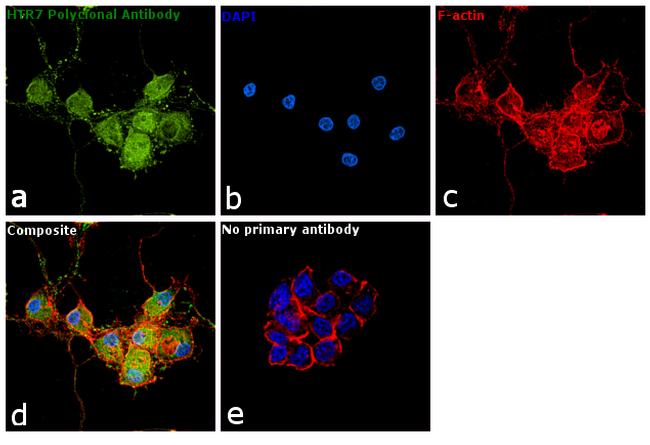 HTR7 Antibody in Immunocytochemistry (ICC/IF)