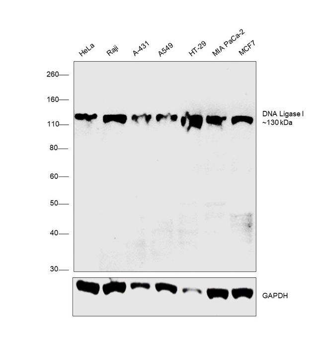 DNA Ligase I Antibody in Western Blot (WB)