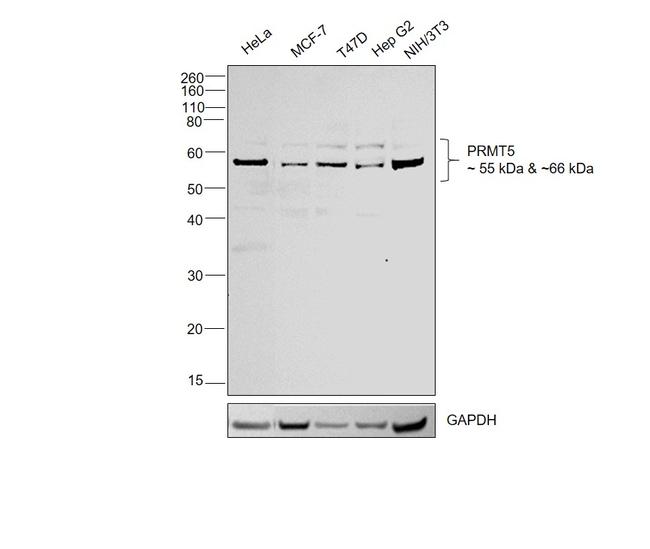 PRMT5 Antibody in Western Blot (WB)