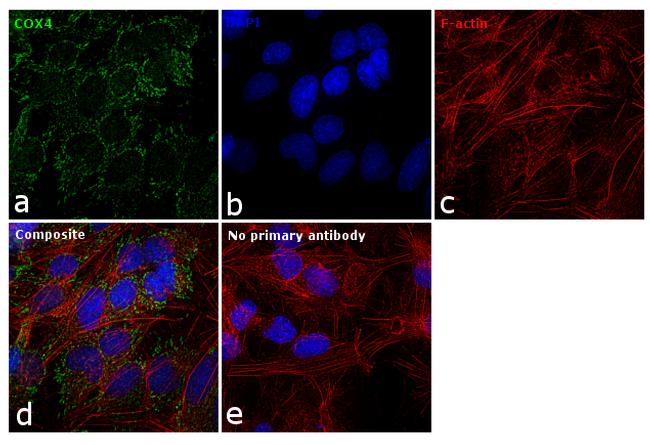 COX4 Antibody in Immunocytochemistry (ICC/IF)