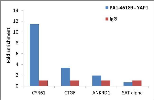 YAP1 Antibody in ChIP Assay (ChIP)