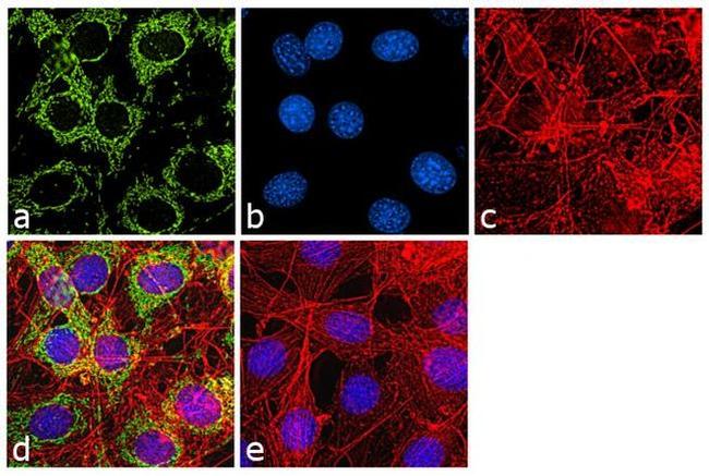 beta Actin Antibody in Immunocytochemistry (ICC/IF)