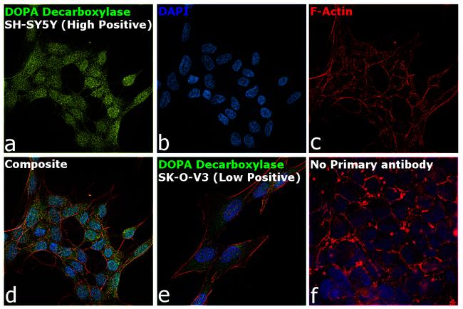 DOPA Decarboxylase Antibody in Immunocytochemistry (ICC/IF)