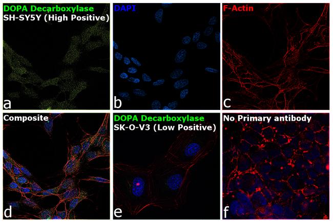 DOPA Decarboxylase Antibody in Immunocytochemistry (ICC/IF)