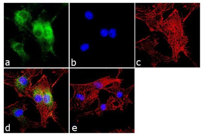 CRY1 Antibody in Immunocytochemistry (ICC/IF)