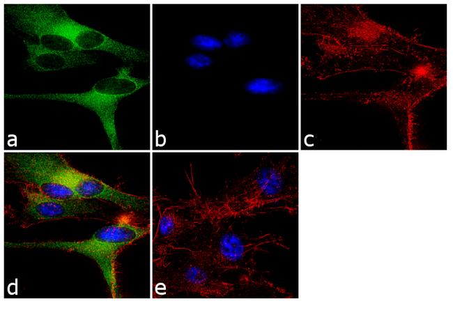 CASK Antibody in Immunocytochemistry (ICC/IF)