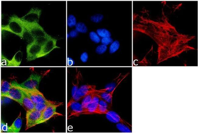 Kinesin 5A Antibody in Immunocytochemistry (ICC/IF)