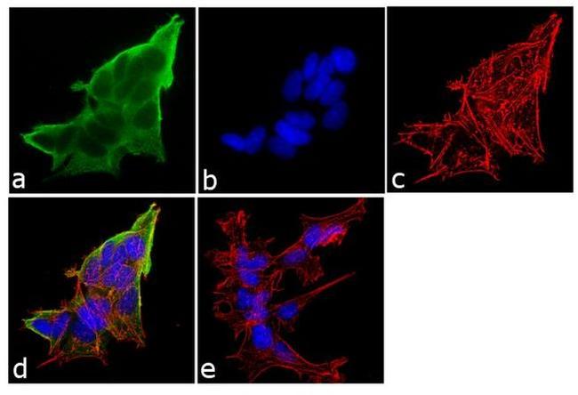 Dynamin 1 Antibody in Immunocytochemistry (ICC/IF)