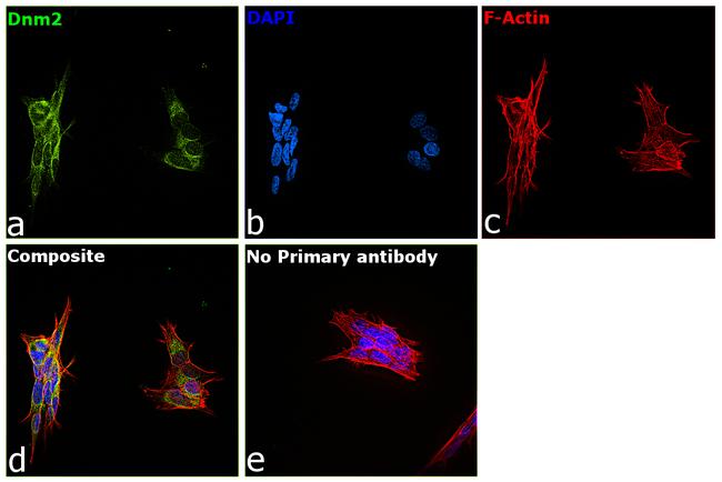 Dynamin 2 Antibody in Immunocytochemistry (ICC/IF)