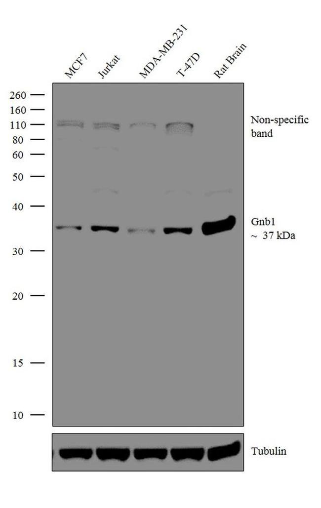 Gnb1 Antibody in Western Blot (WB)