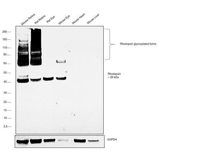 Rhodopsin Antibody in Western Blot (WB)