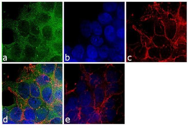 beta-Arrestin 2 Antibody in Immunocytochemistry (ICC/IF)