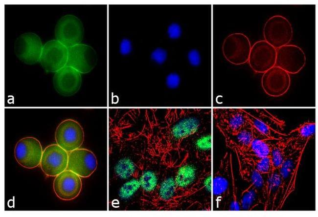 Ataxin 7 Antibody in Immunocytochemistry (ICC/IF)