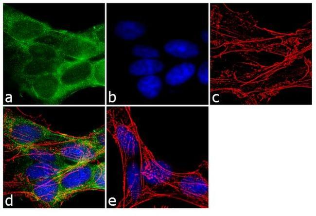 Fe65 Antibody in Immunocytochemistry (ICC/IF)