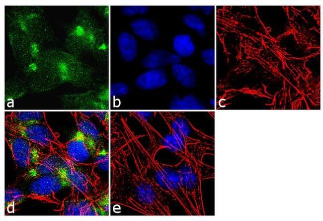 VAMP4 Antibody in Immunocytochemistry (ICC/IF)