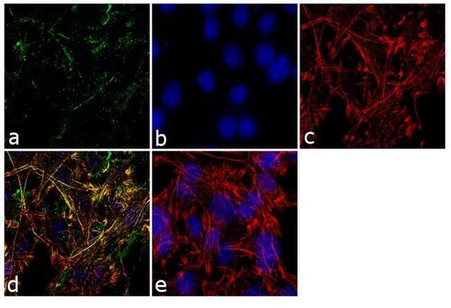 RAB3d Antibody in Immunocytochemistry (ICC/IF)