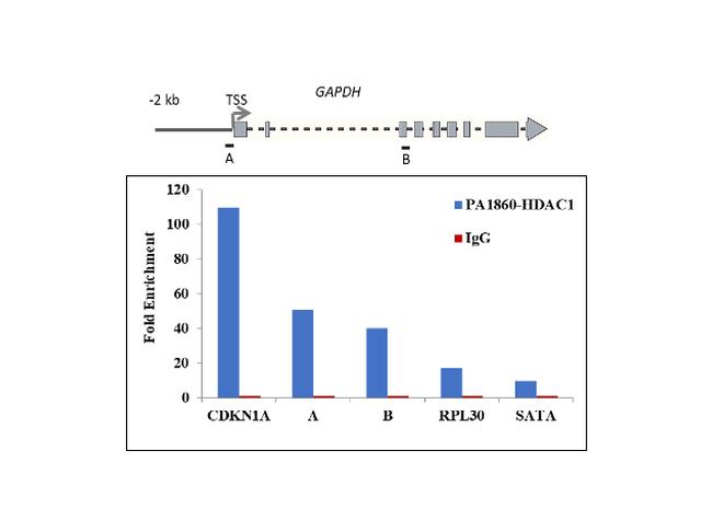 HDAC1 Antibody in ChIP Assay (ChIP)