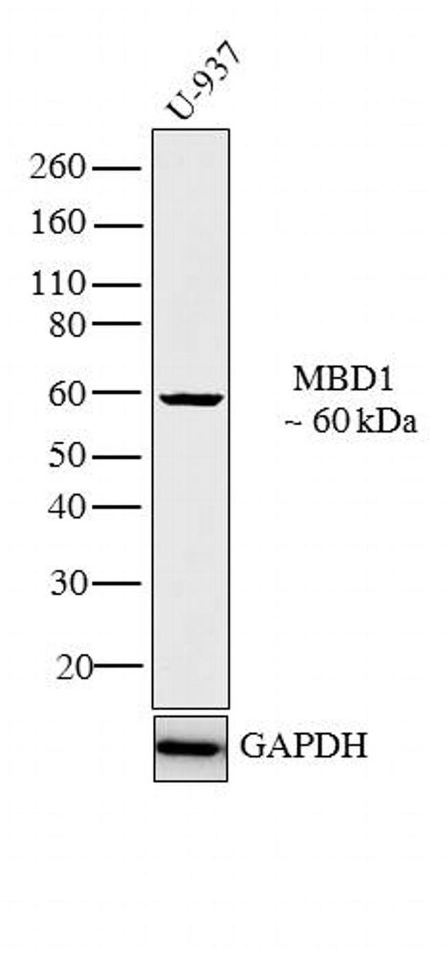 MBD1 Antibody in Western Blot (WB)